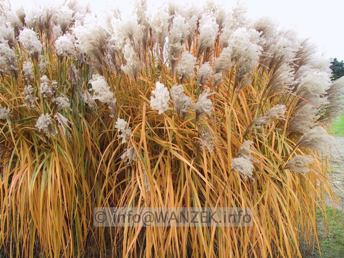 Miscanthus sinensis Malepartus 03.JPG